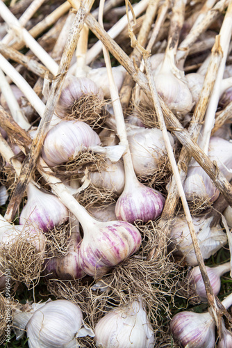 Garlic close up background, texture. Bunch of freshly harvested organic garlic with roots