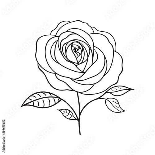 Rose flower in line art drawing on white background. 