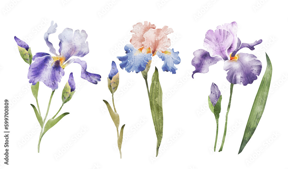 Set of iris flowers watercolor illustration. hand painting.