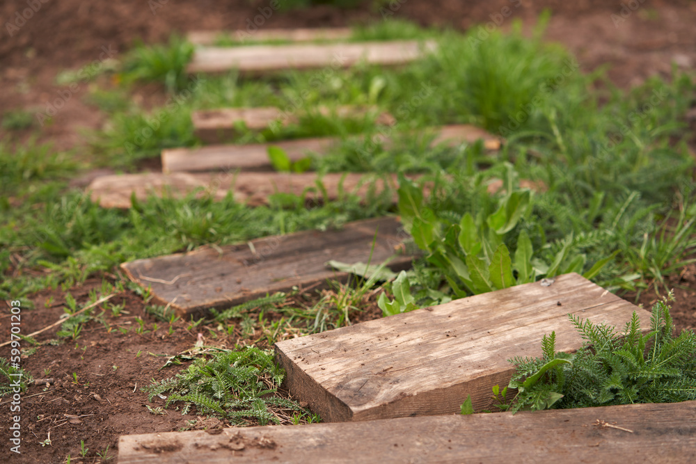 Fototapeta premium A temporary path in the vegetable garden of waste boards laid chaotically on the ground after the rain.