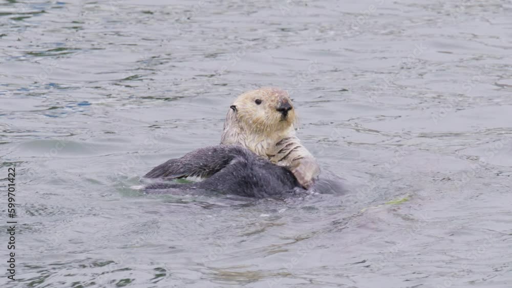 Funny otter playing in water in California bay, Pacific ocean coast. Adorable marine wildlife mammal cleaning face spinning, rotating. Marine creature floating on water and cleaning fur with paws 4K Funny otter playing in water in California bay, Pacific ocean coast. Adorable marine wildlife mammal cleaning face spinning, rotating. Marine creature floating on water and cleaning fur with paws 4K