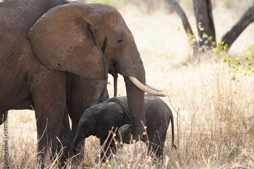 Elephant family in Serengeti National Park