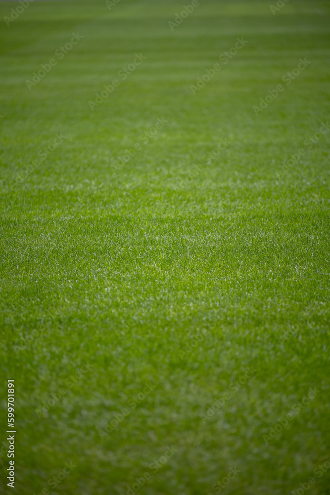 Green grass soccer field	