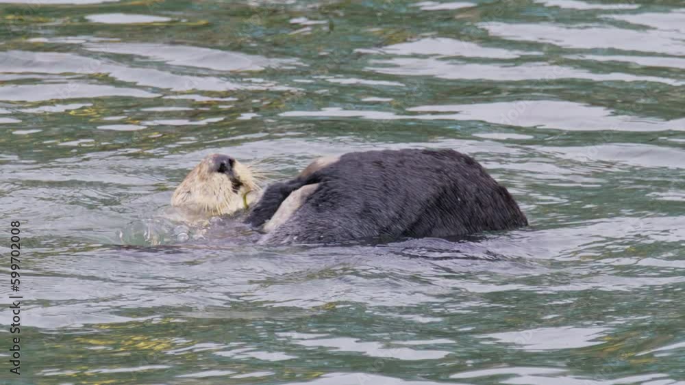 Funny otter cleaning her fur on back by rolling her body to the nose. Otter swimming, spinning, rotating in bay.Adorable marine wildlife marine creature floating on water and cleaning fur with paws 4K Funny otter cleaning her fur on back by rolling her body to the nose. Otter swimming, spinning, rotating in bay.Adorable marine wildlife marine creature floating on water and cleaning fur with paws 4K