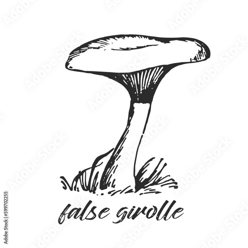 Hand drawn ink illustration of poisonous false girolle mushroom (false cantharellus). Sketch outline vector. 