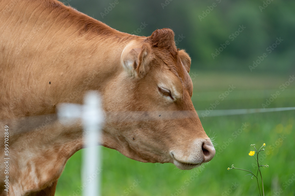 side view of a cow with closed eyes smelling on a flower on the field side view of a cow with closed eyes smelling on a flower on the field