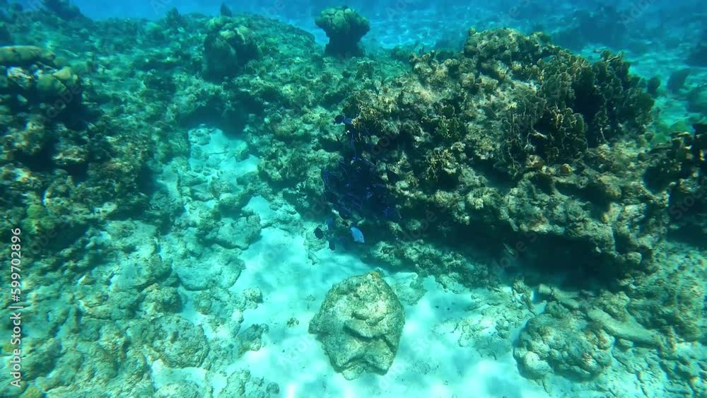 A school of Blue Tang fish swimming along the ocean floor searching for their next snack. A school of Blue Tang fish swimming along the ocean floor searching for their next snack.