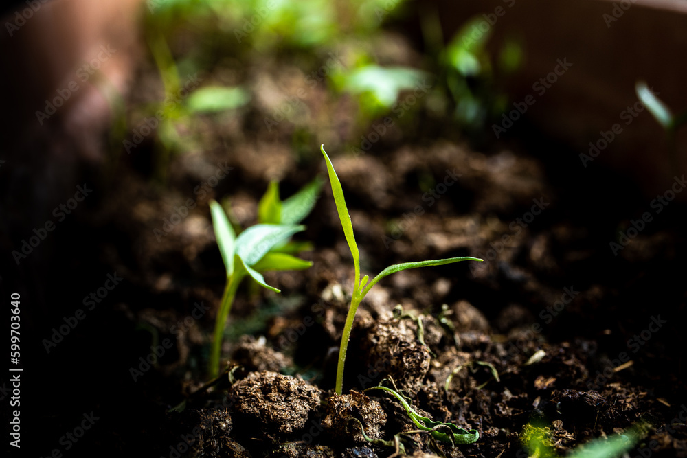 agriculture revived by spring agriculture revived by spring