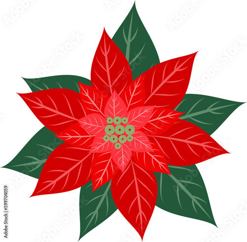 Poinsettia with green leaf illustration. Christmas element. Flat design.