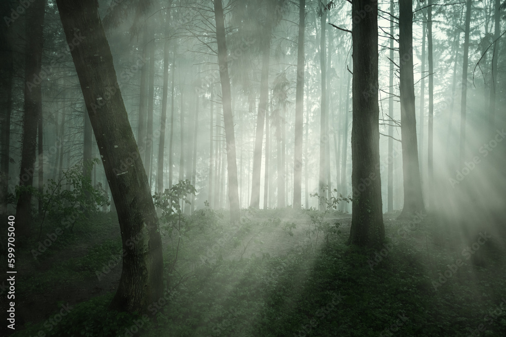 Naklejka premium Moody forest scenery with sunbeams shine through the fog. A dramatic wood wallpaper with a mysterious and scary vibe