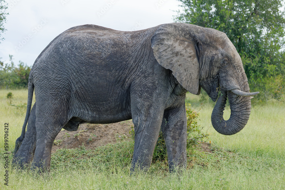 Obraz premium Elephant in Kruger Park, South Africa