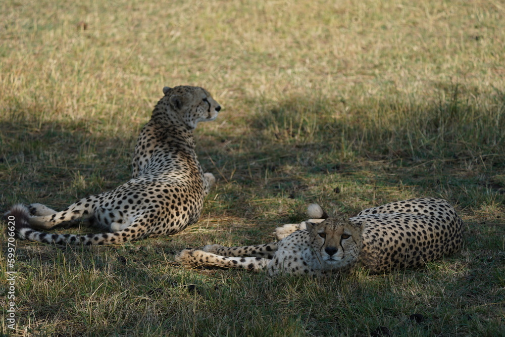 Cheetah napping in Serengeti National Park Cheetah napping in Serengeti National Park