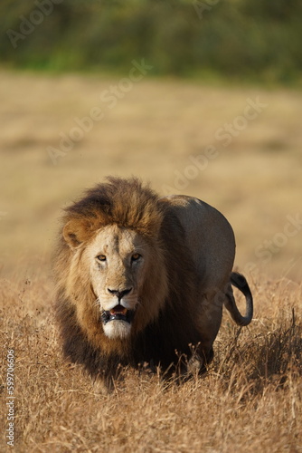 Fototapeta Naklejka Na Ścianę i Meble -  Male lion walking in Serengeti National Park