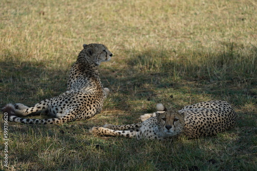 Cheetah napping in Serengeti National Park