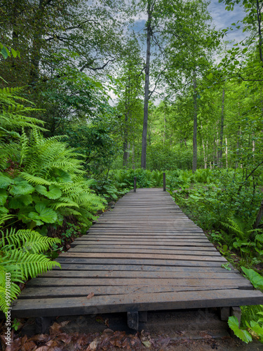 Forest road. nature park wooden walkway