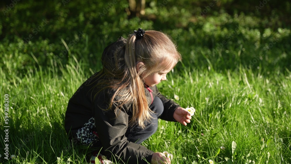Fototapeta premium A school-age girl collects flowers in a meadow