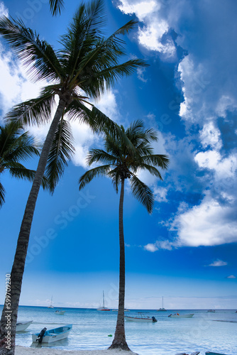 palm trees on the beach © Hector