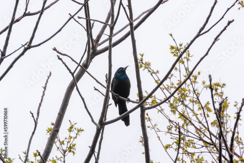 A Common Grackle Perched In A Tree In Spring