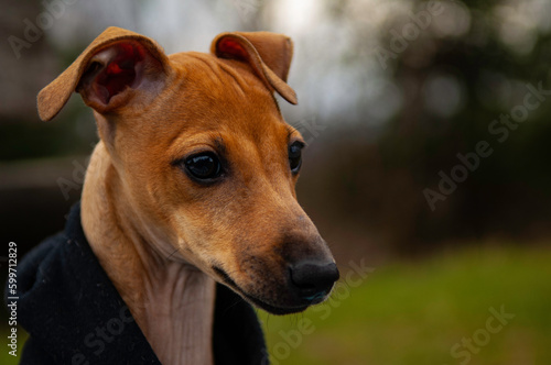 portrait of a italian greyhound dog puppy