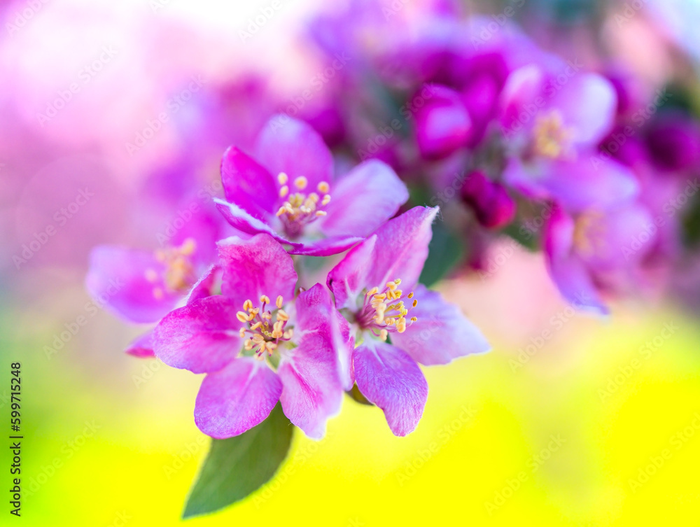 Fototapeta premium Flowers