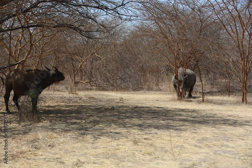 Animal Reserve Senegal Africa