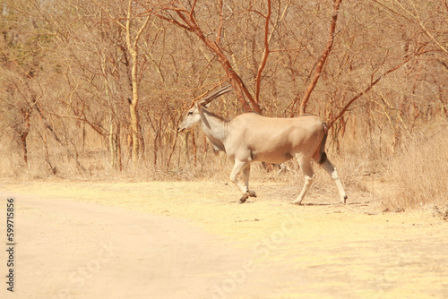 Animal Reserve Senegal Africa