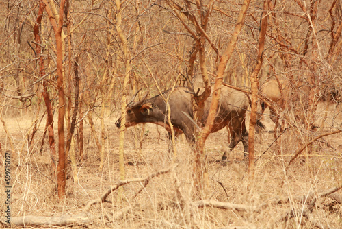 Animal Reserve Senegal Africa