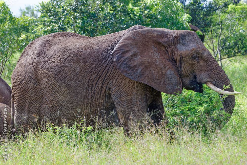 Elephant in Kruger Park, South Africa Elephant in Kruger Park, South Africa