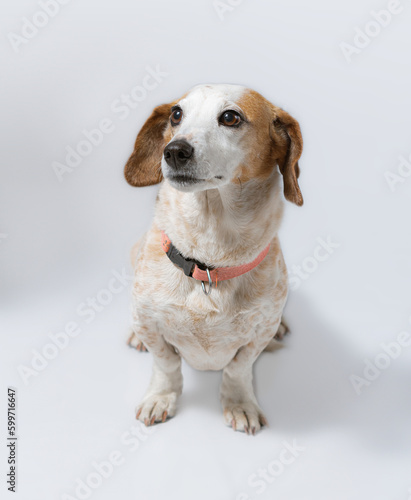 Happy adorable dog jack russell in soft white background