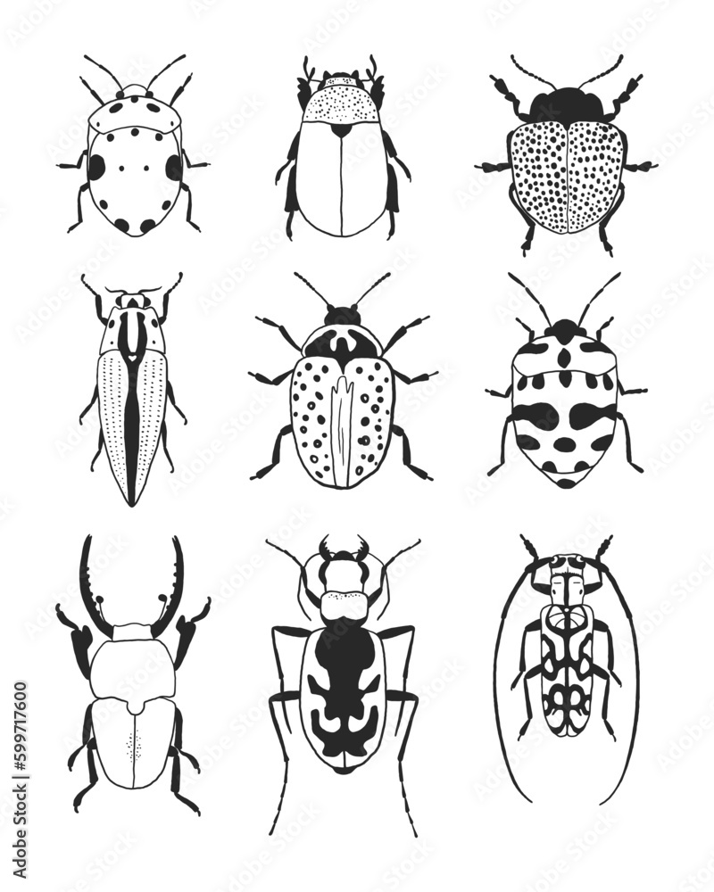 Set of different hand drawn bugs