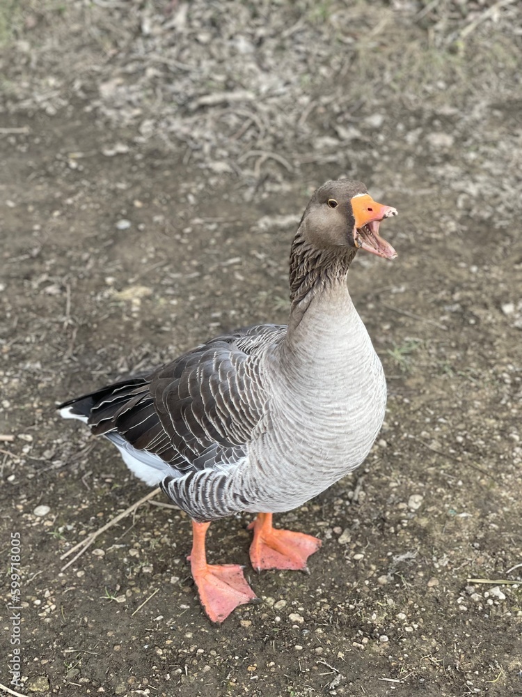 A Wild Duck Making It's Attention Known In This World A Wild Duck Making It's Attention Known In This World