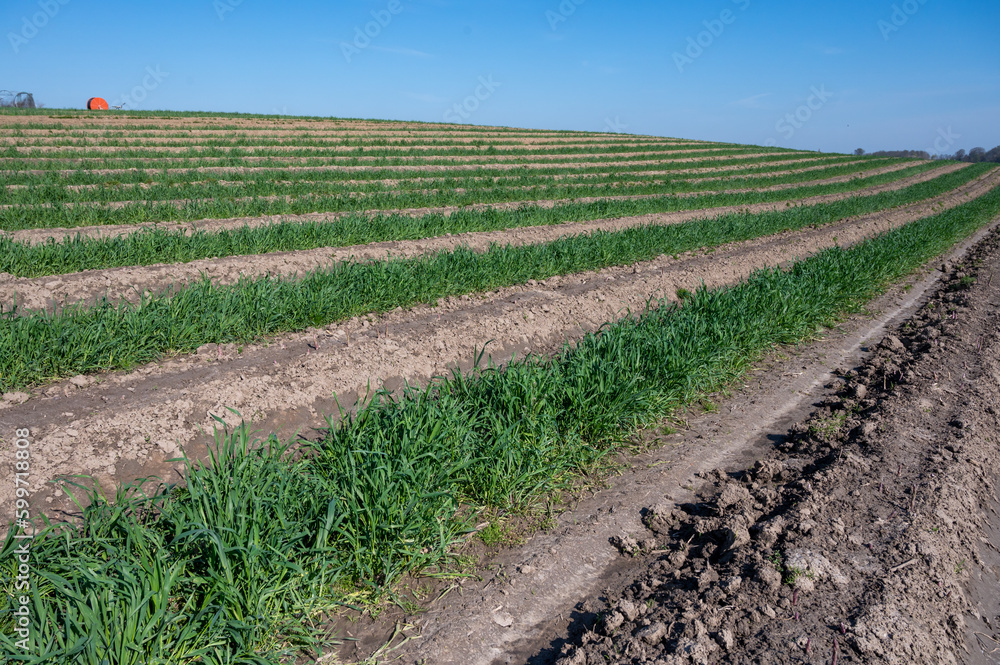 Green asparagus sprouts growing on bio farm field in Limburg, Belgium Green asparagus sprouts growing on bio farm field in Limburg, Belgium