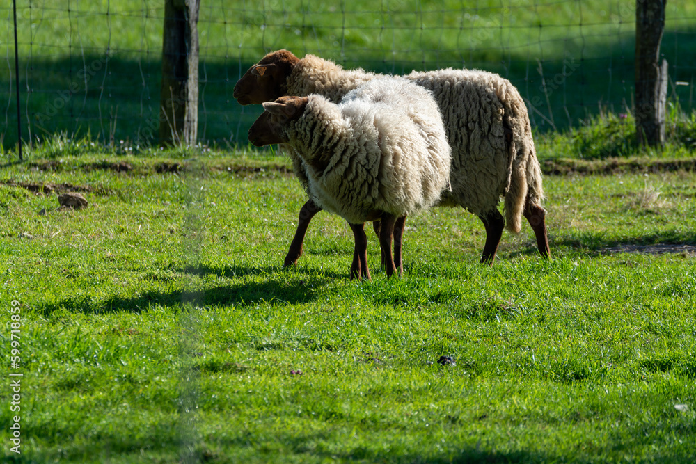 Obraz premium Animal collection, young and old sheeps grazing on green meadows on Haspengouw, Belgium