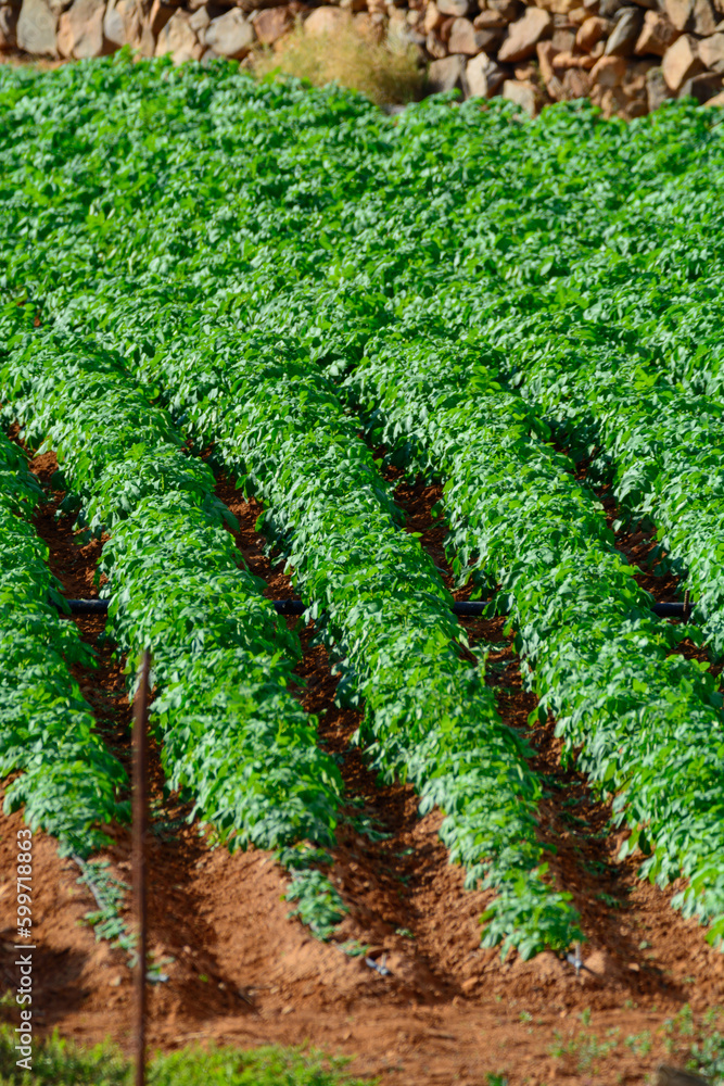 Papas negras plants, local black potato plantations on Furteventura, Canary islands, Spain Papas negras plants, local black potato plantations on Furteventura, Canary islands, Spain