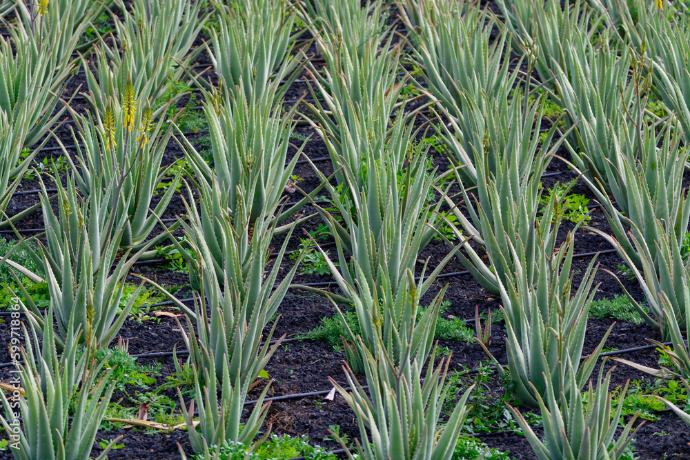 Aloe vera plantation, cultivation of aloe vera, healthy plant used for medicine, cosmetics, skin care, decoration Aloe vera plantation, cultivation of aloe vera, healthy plant used for medicine, cosmetics, skin care, decoration