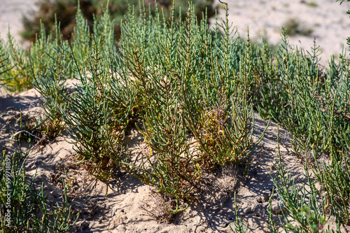 Salicornia edible plants growing in salt marshes, beaches, named also glasswort, marsh samphire, sea beans, samphire greens, sea asparagus, Fuerteventura, Canary islands, Spain