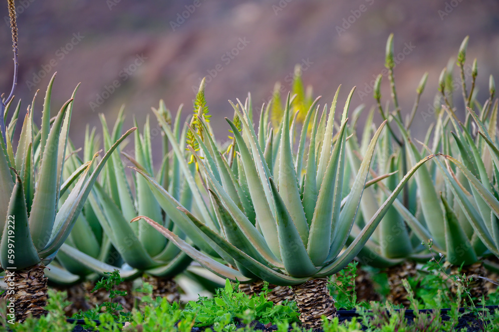 Obraz premium Aloe vera plantation, cultivation of aloe vera, healthy plant used for medicine, cosmetics, skin care, decoration