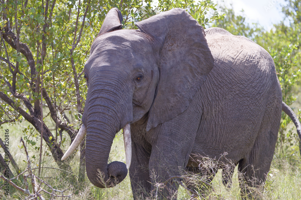Fototapeta premium Elephant in Kruger Park, South Africa