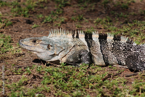 Mexican spiny-tailed iguana