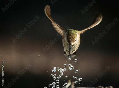 Beautiful Immature Male Anna's Hummingbird Enjoying The Water Fountain © Andy Dean