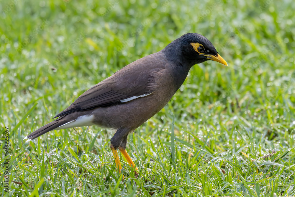 Introduced Common Myna bird to Australia Introduced Common Myna bird to Australia