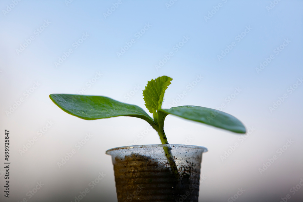 Pumpkin sprout in a plastic cup. Second life for a plastic cup. Plastic reuse concept, recycling and upcycling. Selective focus.