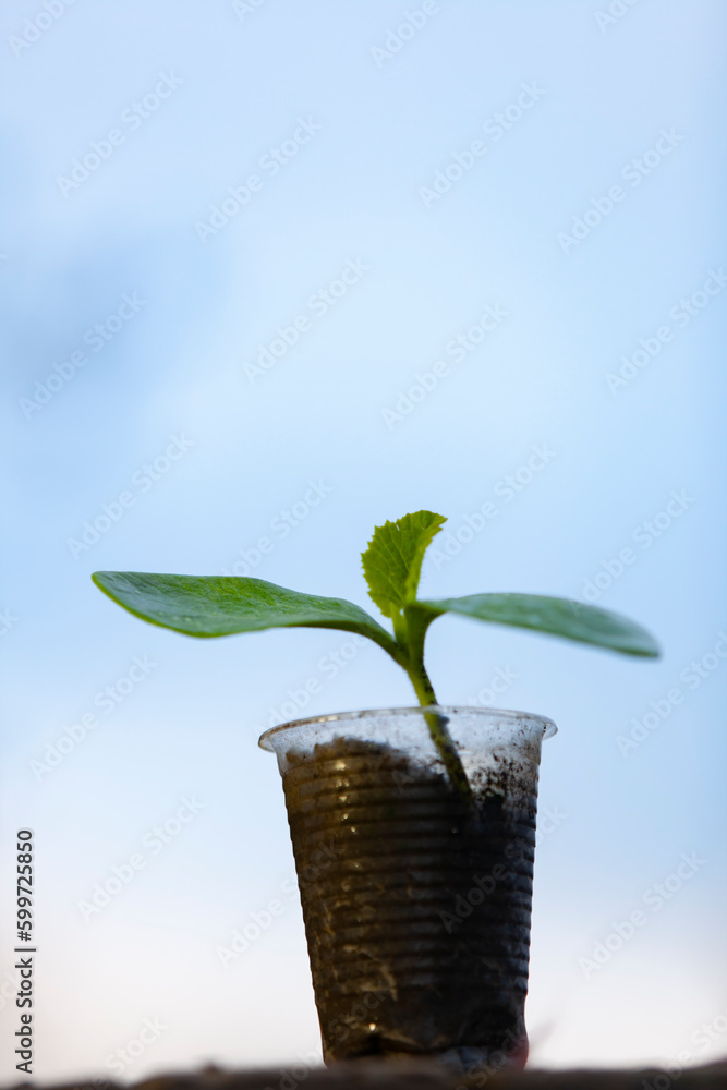 Pumpkin sprout in a plastic cup. Second life for a plastic cup. Plastic reuse concept, recycling and upcycling. Selective focus.