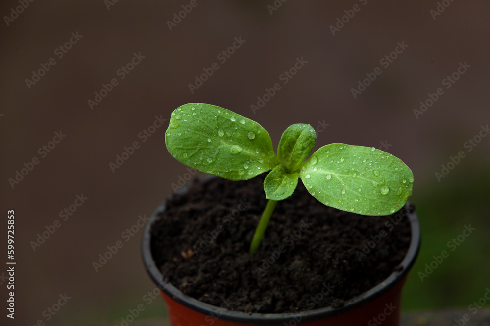Sunflower in a plastic cup. Selective focus. Top view.