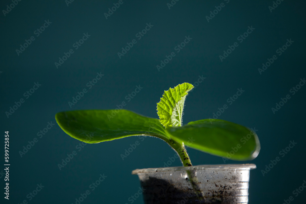 Pumpkin sprout in a plastic cup. Second life for a plastic cup. Plastic reuse concept, recycling and upcycling. Selective focus.