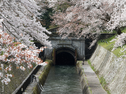 琵琶湖第１疏水と桜