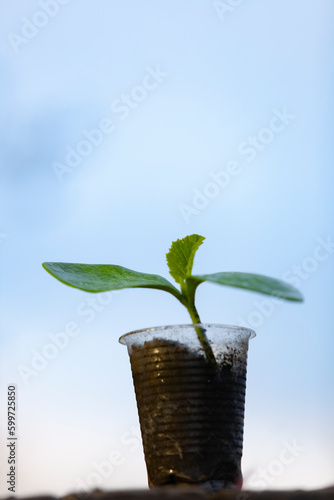 Obraz na płótnie Pumpkin sprout in a plastic cup. Second life for a plastic cup. Plastic reuse concept, recycling and upcycling. Selective focus. w salonie