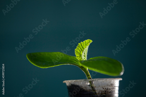 Pumpkin sprout in a plastic cup. Second life for a plastic cup. Plastic reuse concept, recycling and upcycling. Selective focus.
