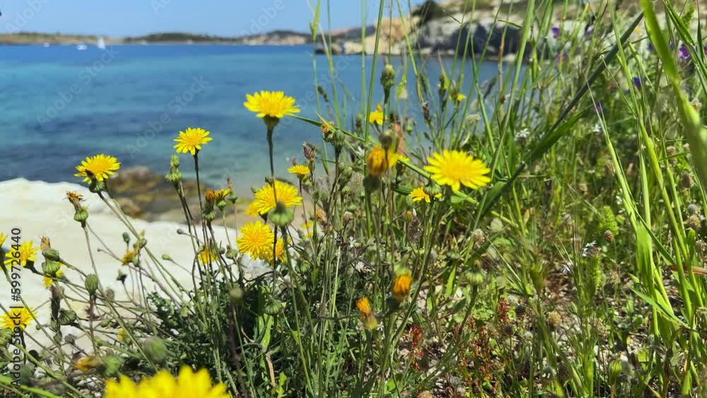 Natural Beauty Plant Leaves and Flowers near the Beach Natural Beauty Plant Leaves and Flowers near the Beach