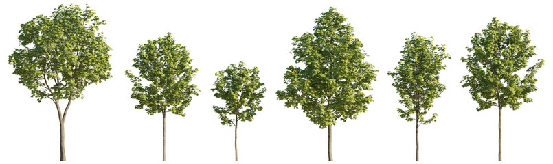 Sycamore platanus maple street trees isolated png on a transparent background premium cutout